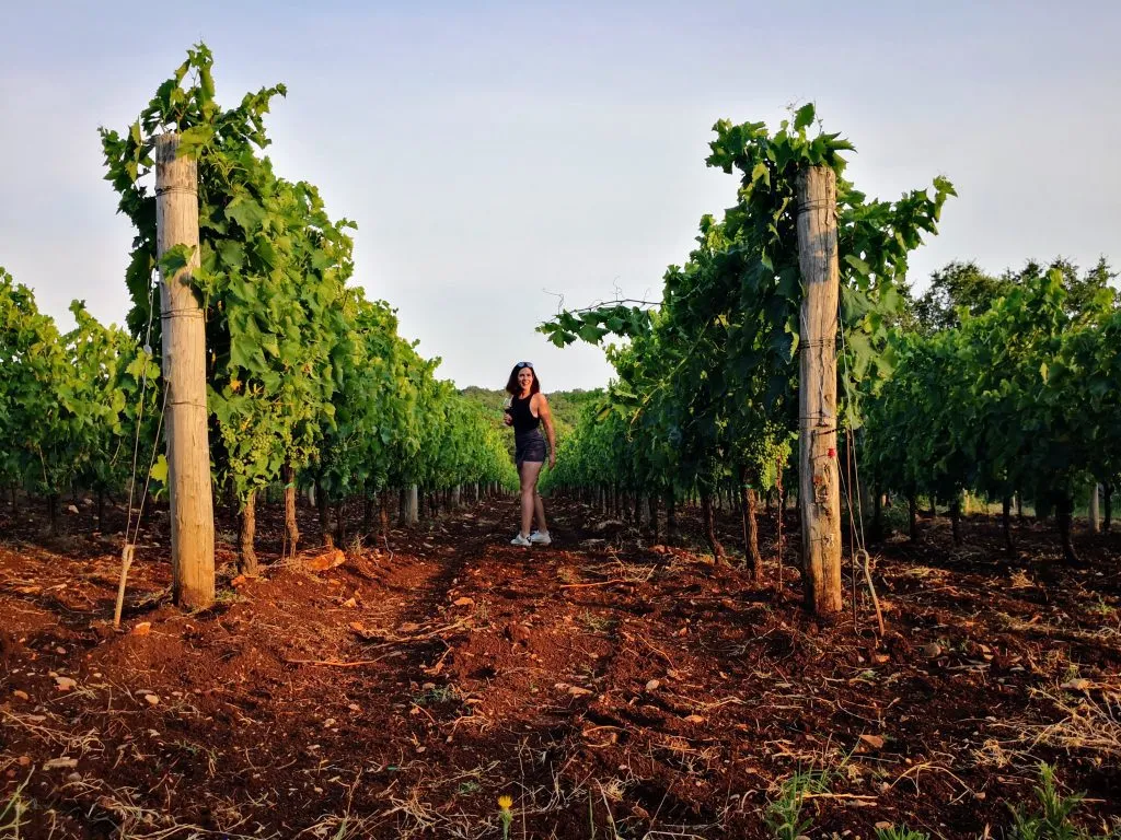 Between the istrian vineyards