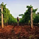 Between the istrian vineyards