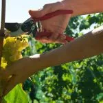 Getting to know the authentic ways of small istrian wineries