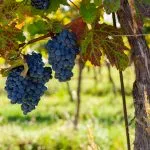 The vineyards of istria